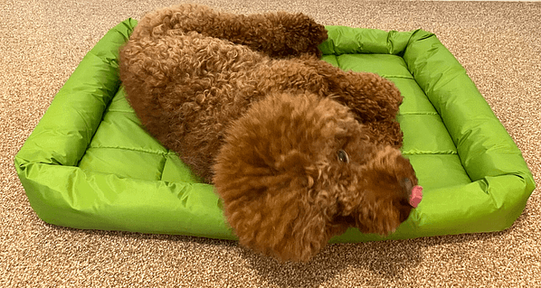 BillipetUSA Polyester Waterproof Washable Dog Bed S 10 x14" Green