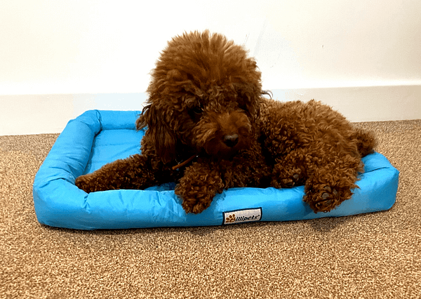 Pet beds